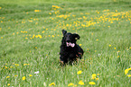 schwarzer Flat Coated Retriever