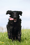 schwarzer Flat Coated Retriever