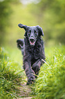 schwarzer Flat Coated Retriever