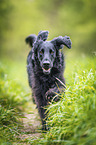 schwarzer Flat Coated Retriever