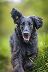 schwarzer Flat Coated Retriever