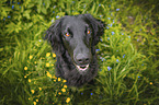 schwarzer Flat Coated Retriever