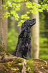 schwarzer Flat Coated Retriever