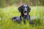 schwarzer Flat Coated Retriever