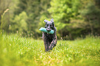 schwarzer Flat Coated Retriever