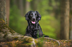 schwarzer Flat Coated Retriever