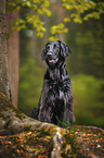 schwarzer Flat Coated Retriever