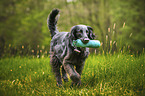 schwarzer Flat Coated Retriever