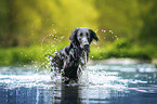 schwarzer Flat Coated Retriever