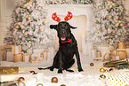 Flat Coated Retriever