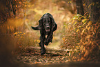 Flat Coated Retriever