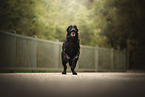 Flat Coated Retriever