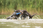 Flat Coated Retriever