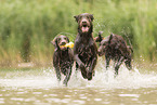 Flat Coated Retriever