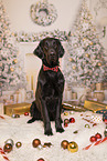 Flat Coated Retriever