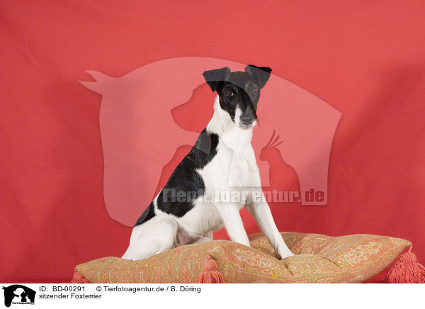 sitzender Foxterrier / sitting Foxterrier / BD-00291
