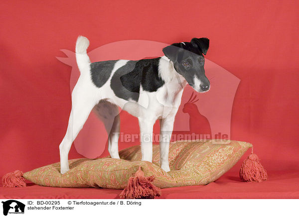 stehender Foxterrier / BD-00295