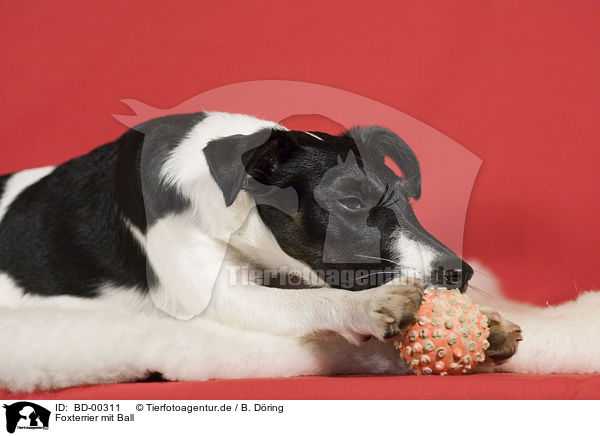 Foxterrier mit Ball / Foxterrier with ball / BD-00311