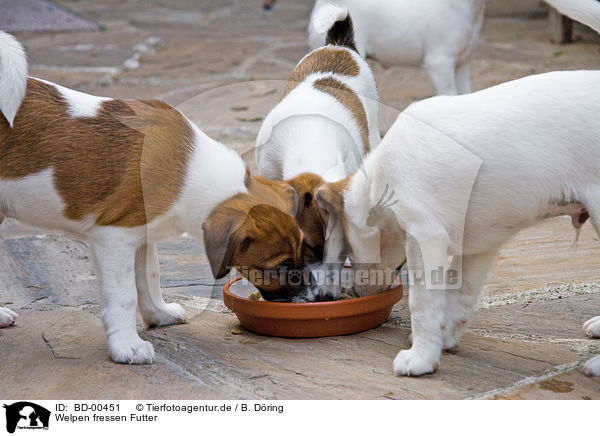 Welpen fressen Futter / eating puppies / BD-00451