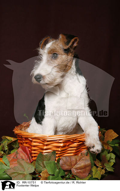Foxterrier Welpe / RR-10751