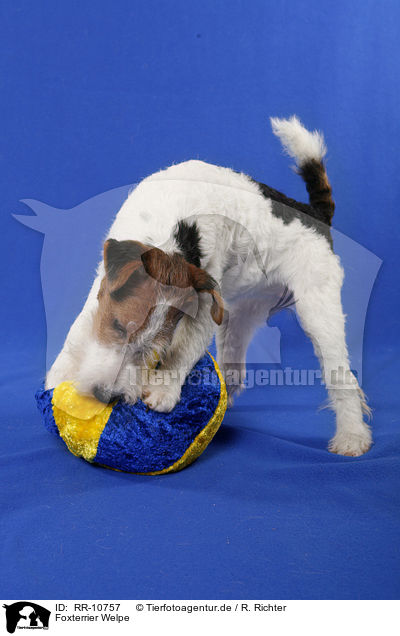 Foxterrier Welpe / RR-10757