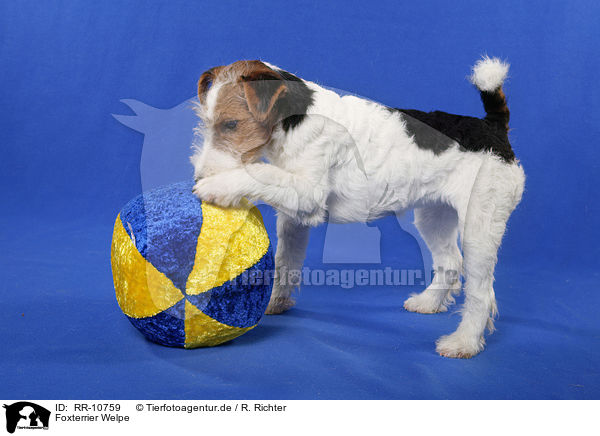 Foxterrier Welpe / Foxterrier Puppy / RR-10759