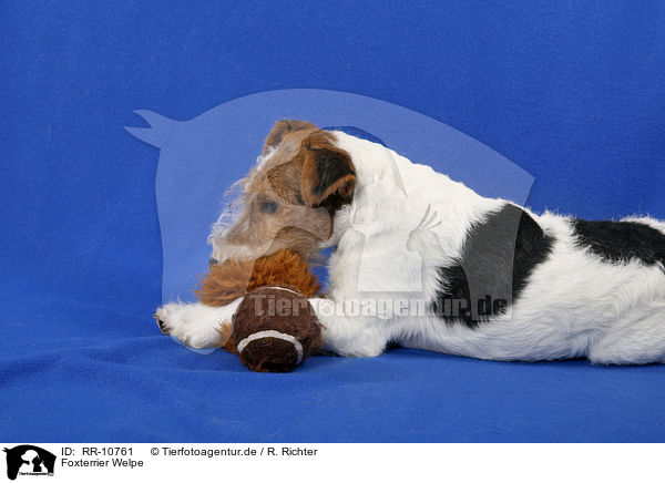 Foxterrier Welpe / RR-10761