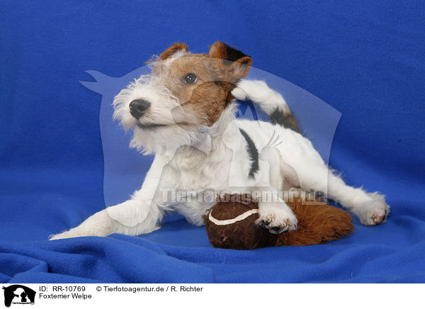 Foxterrier Welpe / Foxterrier Puppy / RR-10769