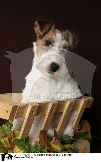 Foxterrier Welpe / RR-10794