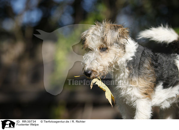 Foxterrier Welpe / fox terrier puppy / RR-39734
