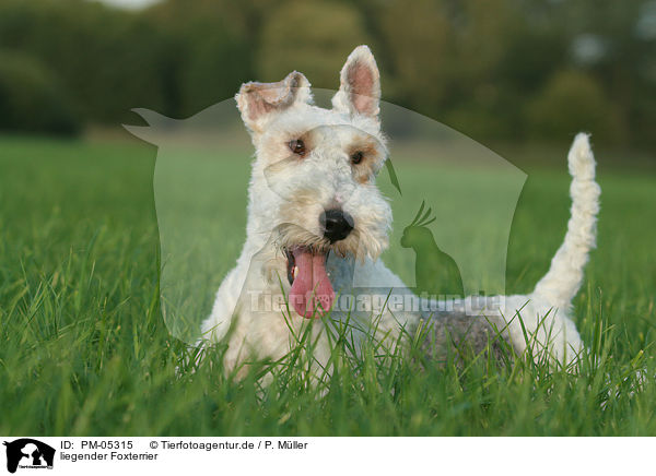 liegender Foxterrier / PM-05315