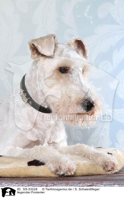 liegender Foxterrier / SS-33228