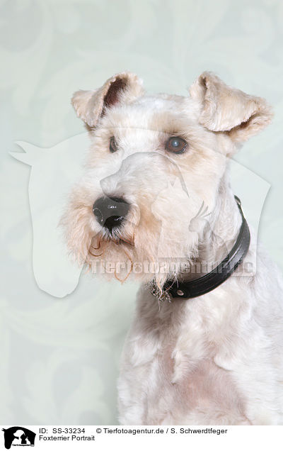 Foxterrier Portrait / SS-33234