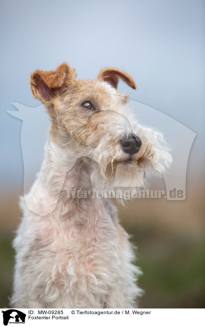 Foxterrier Portrait / MW-09285