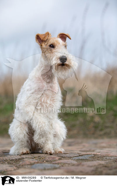 sitzender Foxterrier / MW-09289