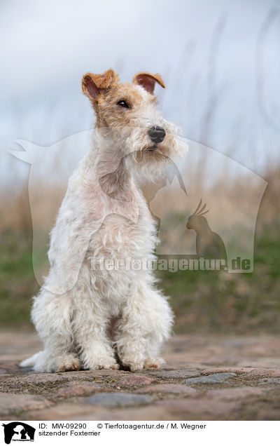 sitzender Foxterrier / MW-09290