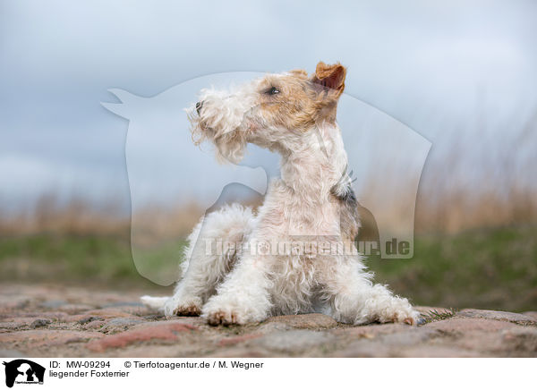 liegender Foxterrier / MW-09294