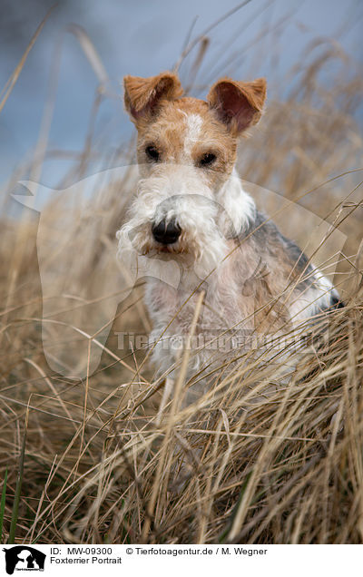 Foxterrier Portrait / MW-09300