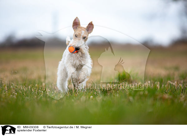 spielender Foxterrier / MW-09308