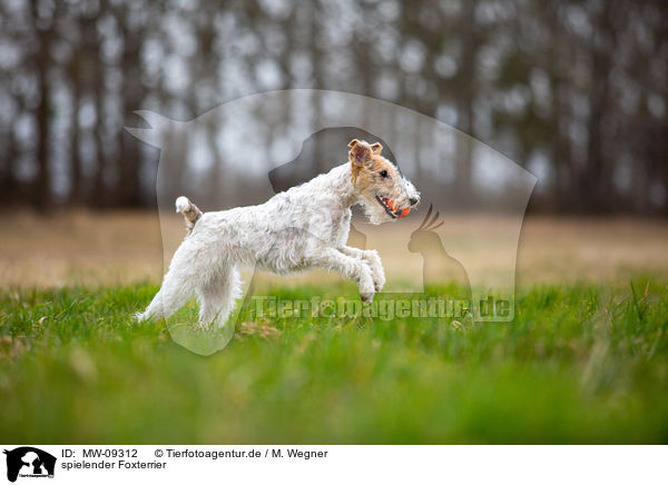 spielender Foxterrier / MW-09312