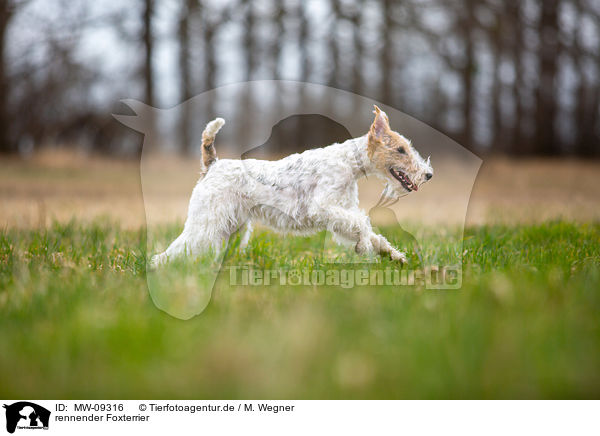 rennender Foxterrier / MW-09316