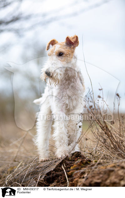 Foxterrier / MW-09317