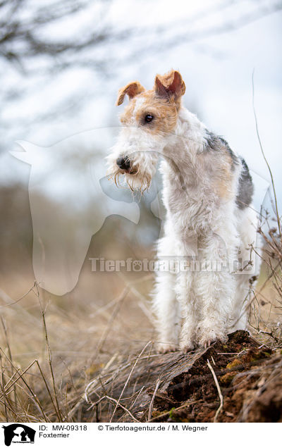 Foxterrier / MW-09318