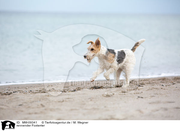 rennender Foxterrier / MW-09341