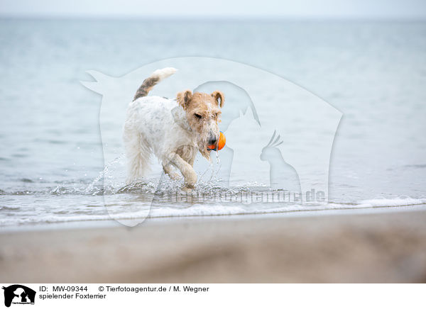 spielender Foxterrier / MW-09344