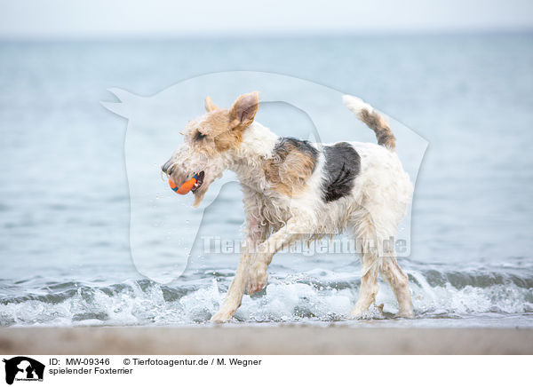 spielender Foxterrier / MW-09346