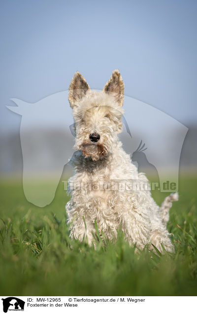 Foxterrier in der Wiese / MW-12965