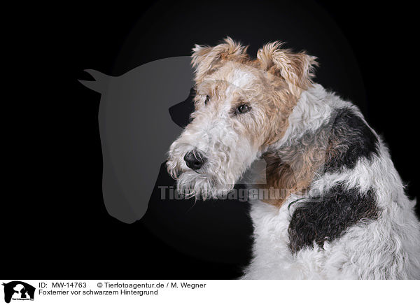 Foxterrier vor schwarzem Hintergrund / Fox terrier in front of black background / MW-14763