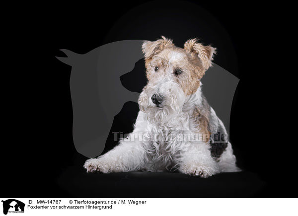 Foxterrier vor schwarzem Hintergrund / Fox terrier in front of black background / MW-14767