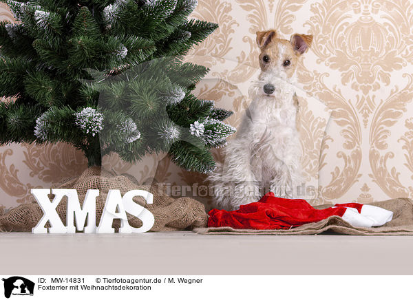 Foxterrier mit Weihnachtsdekoration / Fox terrier with christmas decoration / MW-14831